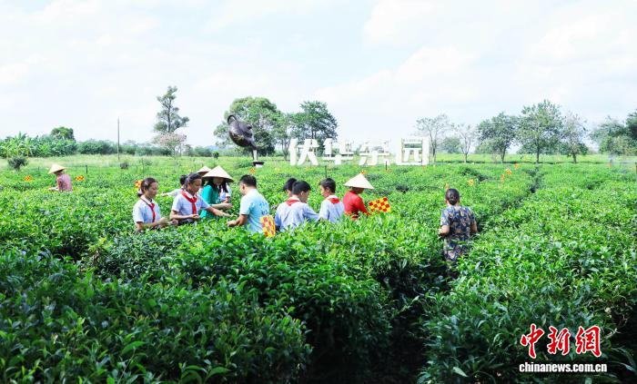 （侨乡新貌）南洋风情邂逅“东方树叶” 广西华侨农场焕新生