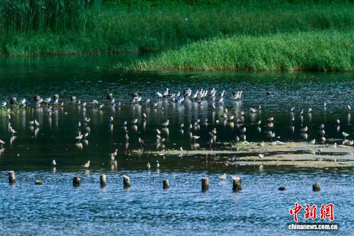 广东将启动实施“四大工程” 优化国土绿化空间布局