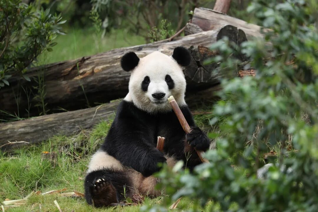 大熊猫“平平”“福双”将赴美